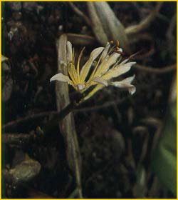   ( Lycoris africana / aurea / Amaryllis aurea )