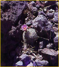   ( Mammillaria boolii )