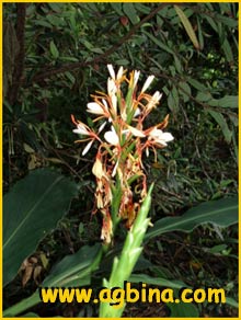   .   ( Hedychium spicatum var. acuminatum)