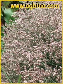  /     ( Limonium platyphyllum / latifolium  )