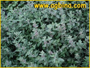   .  ( Lamium garganicum ssp. laevigatum )