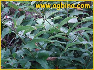   (Maianthemum racemosum)