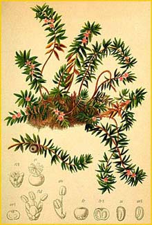 Водянка черная ( Empetrum nigrum ) Atlas der Alpenflora (1882) by Anton Hartinger