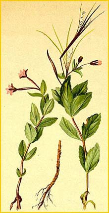   ( Epilobium alsinifolium ) Atlas der Alpenflora (1882) by Anton Hartinger