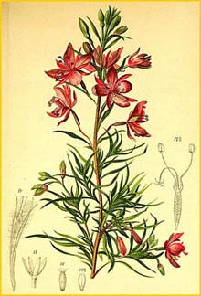   ( Epilobium dodonaei ) Atlas der Alpenflora (1882) by Anton Hartinger