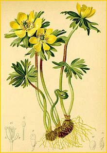   ( Eranthis hiemalis ) Atlas der Alpenflora (1882) by Anton Hartinger