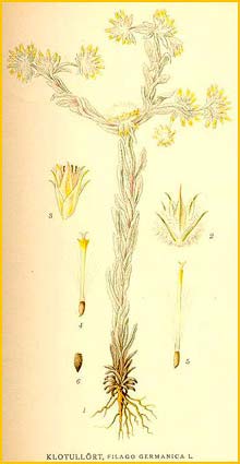   ( Filago vulgaris ) Bilder ur Nordens Flora (1901-1905) by Carl Lindman