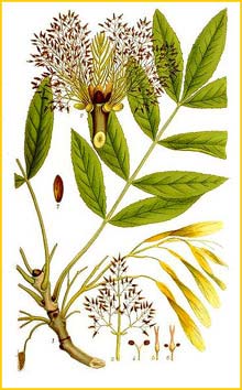   ( Fraxinus excelsior ) Bilder ur Nordens Flora (1901-1905) by Carl Lindman