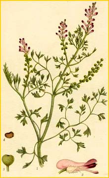   /  ( Fumaria offlcinalis ) Bilder ur Nordens Flora (1901-1905) by Carl Lindman
