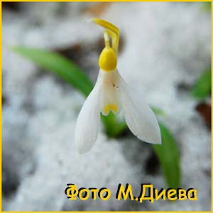   ( Galanthus artjuschenkoae )