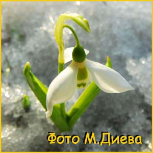   ( Galanthus eIwesii )