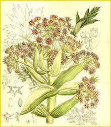   ( Aciphylla latifolia ) Curtis's Botanical Magazine 1911
