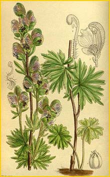   ( Aconitum rotundifolium ) Curtis's Botanical Magazine