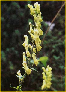   ( Aconitum vulparia )