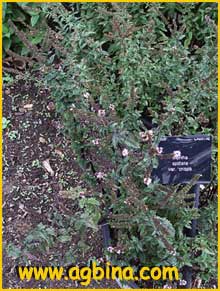   .  ( Mentha spicata var. crispa )