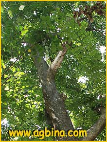    ( Pterocarpus indicus )