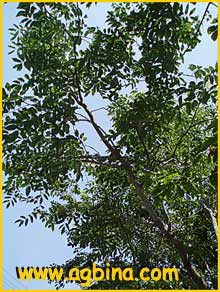     ( Pterocarpus macrocarpus )