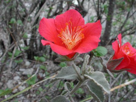   ( Hibiscus longifilus )