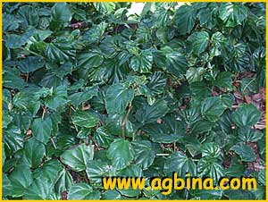     ( Begonia convolvulaea )