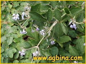   ( lematis heracleifolia )