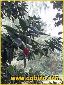    ( Crinodendron hookerianum  / Tricuspidaria lanceolata )