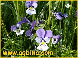    ( Viola tricolor )