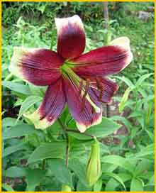    ( Lilium nepalense )