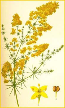   ( Galium verum ) Bilder ur Nordens Flora (1901-1905) by Carl Lindman