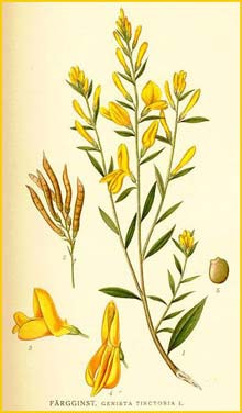   /  ( Genista tinctoria ) Bilder ur Nordens Flora (1901-1905) by Carl Lindman