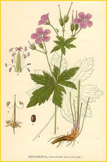   ( Geranium sylvaticum ) Bilder ur Nordens Flora (1901-1905) by Carl Lindman