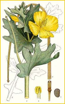   ( Glaucium flavum ) Bilder ur Nordens Flora (1901-1905) by Carl Lindman