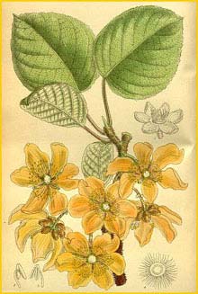   /  ( Actinidia chinensis / deliciosa ) Curtis's Botanical Magazine 1914