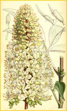    ( Aesculus californica ) Curtis's Botanical Magazine 1858