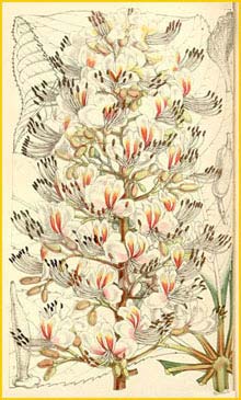    ( Aesculus indica ) Curtis's Botanical Magazine