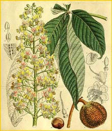    ( Aesculus turbinata ) Curtis's Botanical Magazine 1917