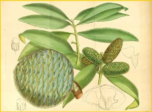   ( Agathis vitiensis ) Curtis's Botanical Magazine 1913