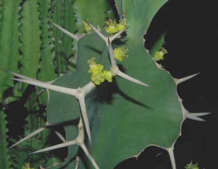   ( Euphorbia grandicornis / Euphorbia breviarticulata )