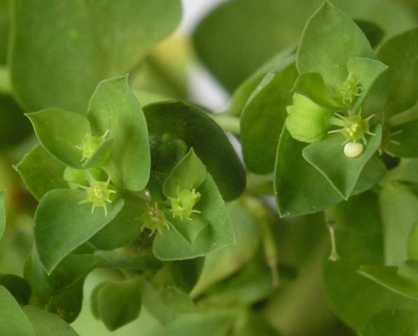   ( Euphorbia peplus )