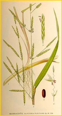   ( Glyceria fluitans ) Bilder ur Nordens Flora (1901-1905) by Carl Lindman