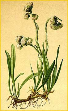   ( Gnaphalium carpathicum ) Atlas der Alpenflora (1882) by Anton Hartinger