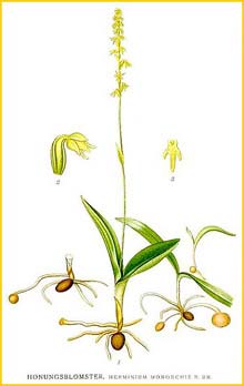   ( Herminium monorchis ) Bilder ur Nordens Flora (1901-1905) by Carl Lindman