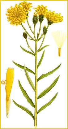   ( Hieracium umbellatum ) Bilder ur Nordens Flora (1901-1905) by Carl Lindman