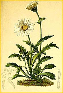   ( Leucanthemum alpinum ) Atlas der Alpenflora (1882) by Anton Hartinger