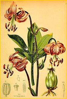   ( Lilium martogon ) Atlas der Alpenflora (1882) by Anton Hartinger