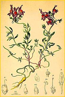   ( Linaria alpina ) Atlas der Alpenflora (1882) by Anton Hartinger