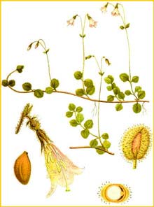   ( Linnaea borealis ) Bilder ur Nordens Flora (1901-1905) by Carl Lindman