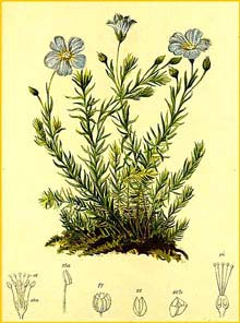   ( Linum alpinum ) Atlas der Alpenflora (1882) by Anton Hartinger