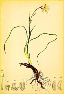   ( Lloydia serotina ) Atlas der Alpenflora (1882) by Anton Hartinger