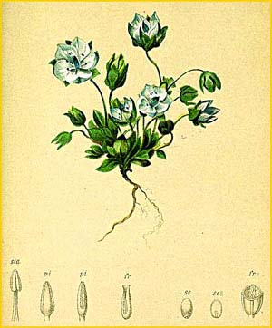   ( Lomatogonium carinthiacum ) Atlas der Alpenflora (1882) by Anton Hartinger