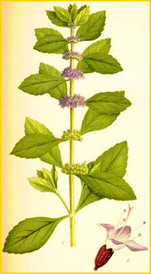   ( Mentha arvensis subsp. agrestis ) Bilder ur Nordens Flora (1901-1905) by Carl Lindman